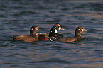 harlequins