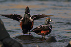 harlequins