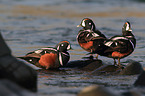 harlequins
