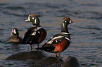 harlequins