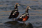 harlequins