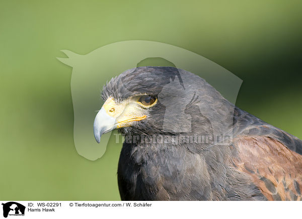 Harris Hawk / WS-02291