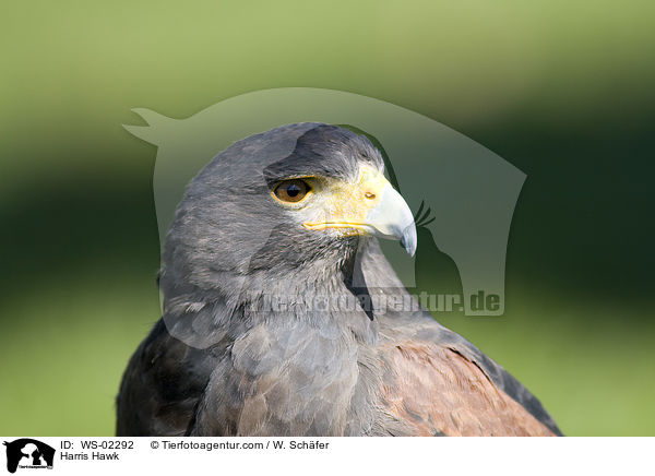 Harris Hawk / WS-02292