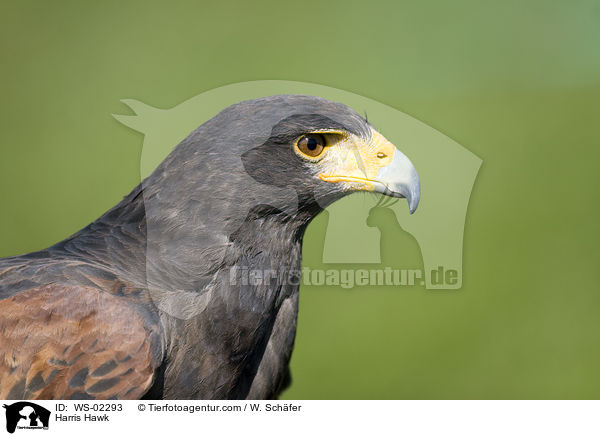 Harris Hawk / WS-02293