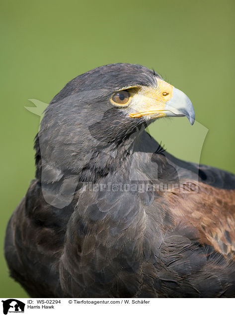 Harris Hawk / WS-02294