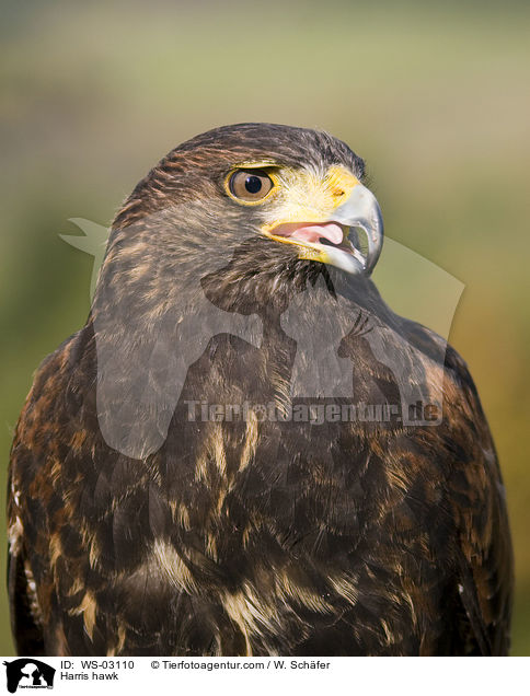 Wstenbussard / Harris hawk / WS-03110