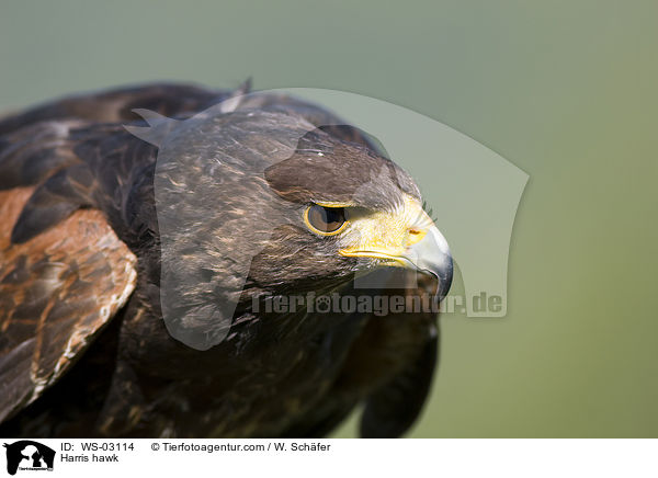 Harris hawk / WS-03114