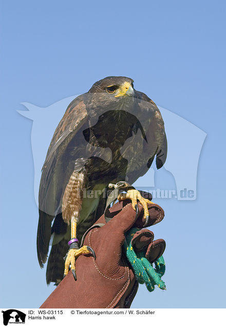 Harris hawk / WS-03115