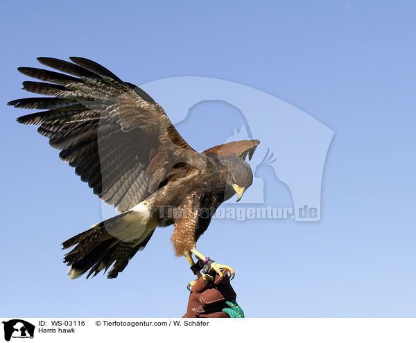 Wstenbussard / Harris hawk / WS-03116