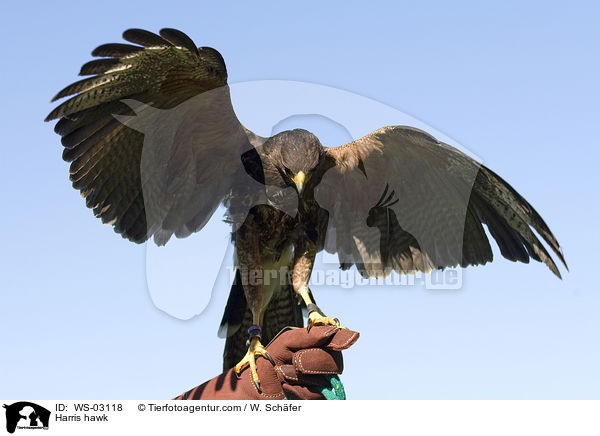 Harris hawk / WS-03118