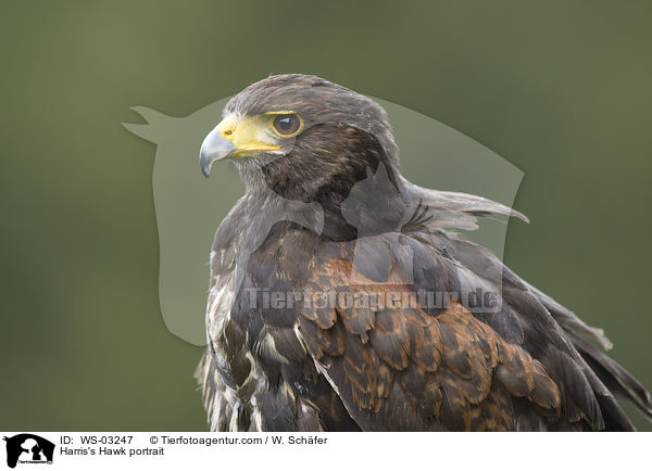 Harris's Hawk portrait / WS-03247