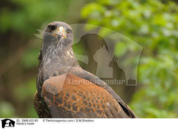 Harris's hawk / DMS-02180