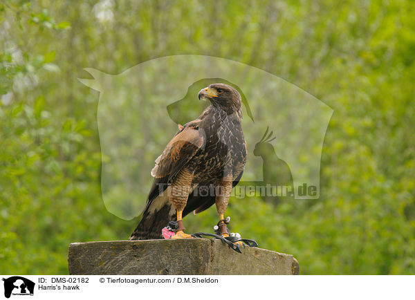 Harris's hawk / DMS-02182