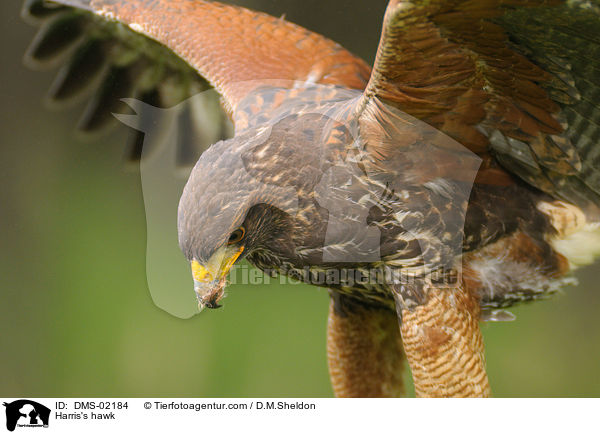 Harris's hawk / DMS-02184