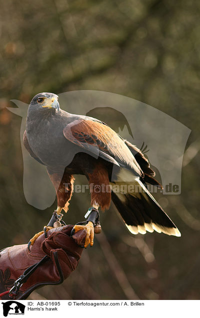 Harris's hawk / AB-01695