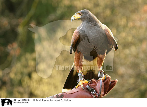 Harris's hawk / AB-01696