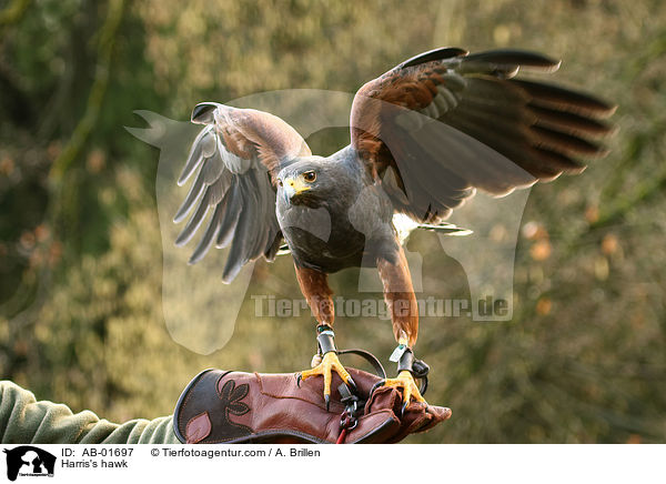 Harris's hawk / AB-01697