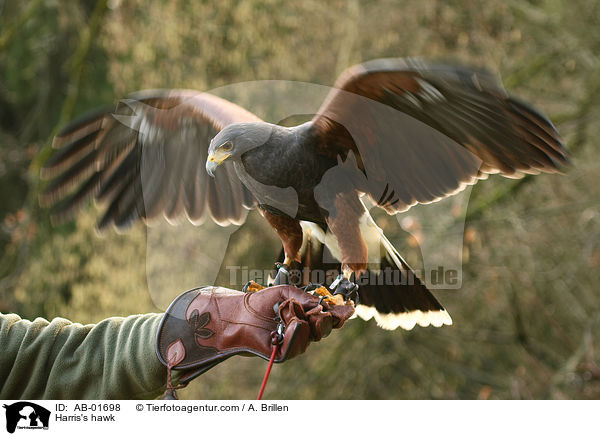 Harris's hawk / AB-01698