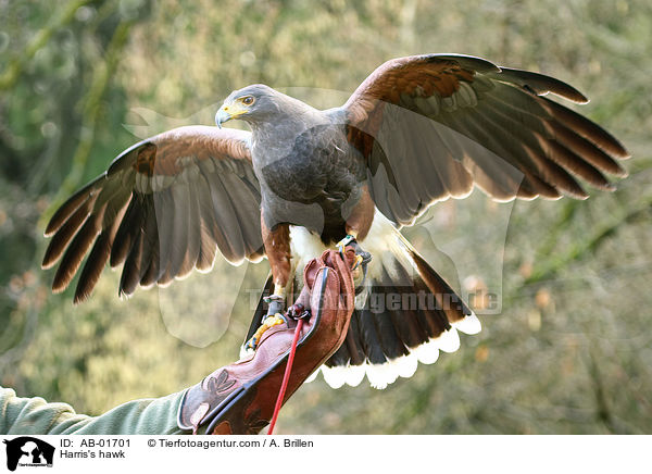Harris's hawk / AB-01701