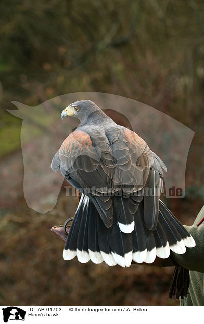 Harris's hawk / AB-01703