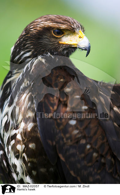 Harris's hawk / MAZ-02057