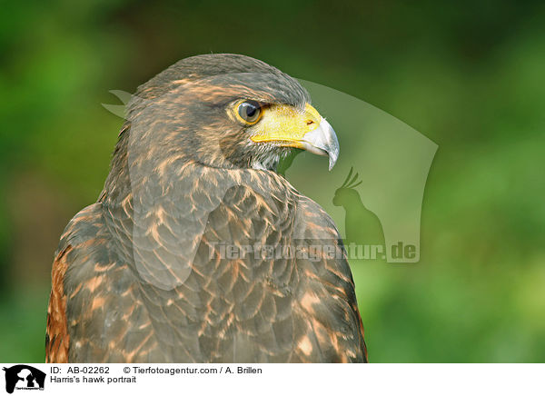 Harris's hawk portrait / AB-02262