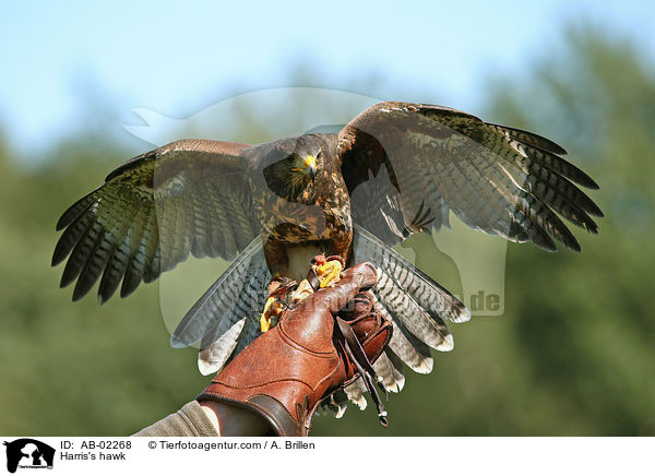 Harris's hawk / AB-02268