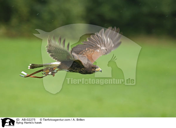 flying Harris's hawk / AB-02275