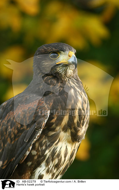 Wstenbussard Portrait / Harris's hawk portrait / AB-02279