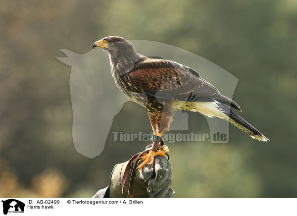 Wstenbussard / Harris hawk / AB-02499