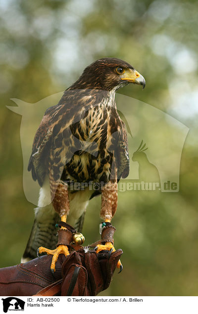 Harris hawk / AB-02500