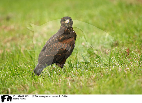 Harris hawk / AB-02515