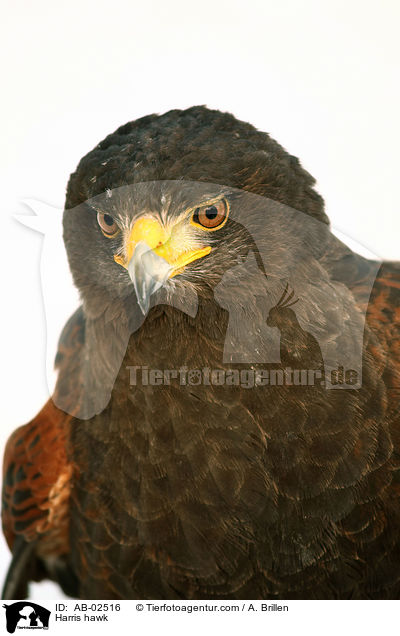 Harris hawk / AB-02516