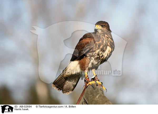 Harris hawk / AB-02694