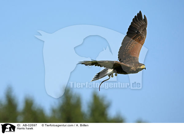 Harris hawk / AB-02697
