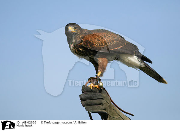 Wstenbussard / Harris hawk / AB-02699