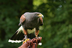 Harris's hawk