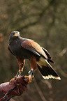 Harris's hawk