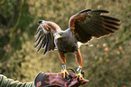 Harris's hawk