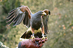 Harris's hawk