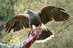Harris's hawk