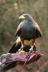 Harris's hawk