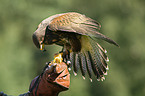 Harris's hawk