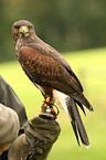 Harris's hawk