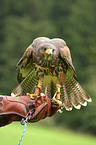 Harris's hawk