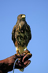 Harris's hawk
