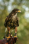 Harris hawk