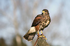 Harris hawk