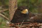 Harris hawk