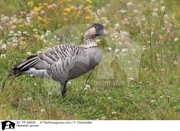 Hawaiian goose / FF-06600